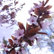 Śliwa wiśniowa 'Nigra’ – Prunus cerasifera