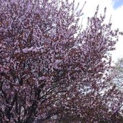 Śliwa wiśniowa 'Nigra’ – Prunus cerasifera