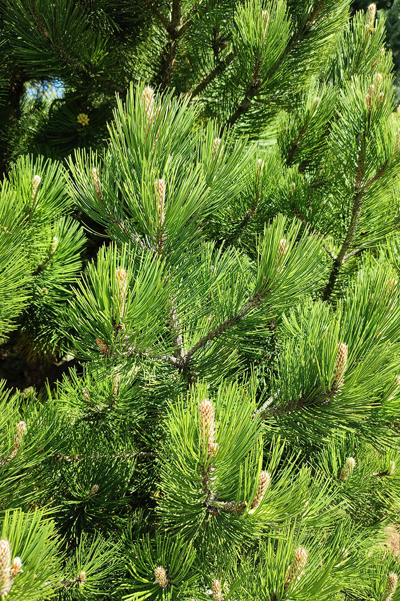 Sosna bośniacka 'Compact Gem’ – Pinus heldreichii