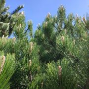 Sosna bośniacka 'Compact Gem’ – Pinus heldreichii