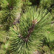 Sosna bośniacka 'Satellit’ – Pinus heldreichii