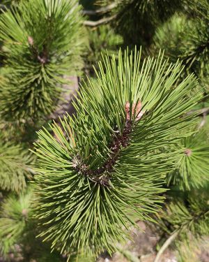 Sosna bośniacka 'Satellit’ – Pinus heldreichii