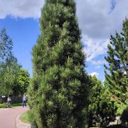 Sosna czarna *Kolumna* – Pinus nigra