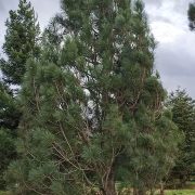 Sosna czarna *Kolumna* – Pinus nigra