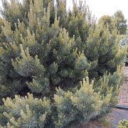Sosna pospolita 'Watereri’ – Pinus sylvestris