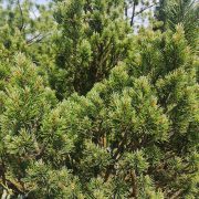 Sosna pospolita 'Watereri’ – Pinus sylvestris