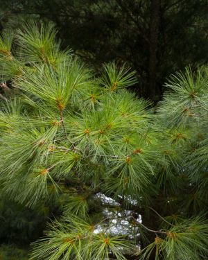 Sosna wejmutka – Pinus strobus