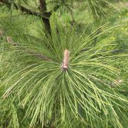 Sosna żółta – Pinus ponderosa