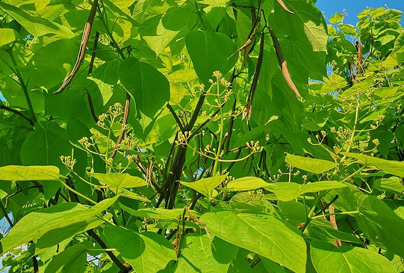 Surmia-bignoniowa-Aurea–-Catalpa-bignonioides-drzewo-drzewa-sadzonki-w-donicach-szkółka-sprzedaż-sklep-do-ogrodu-sadzenia-liściaste-liście-3