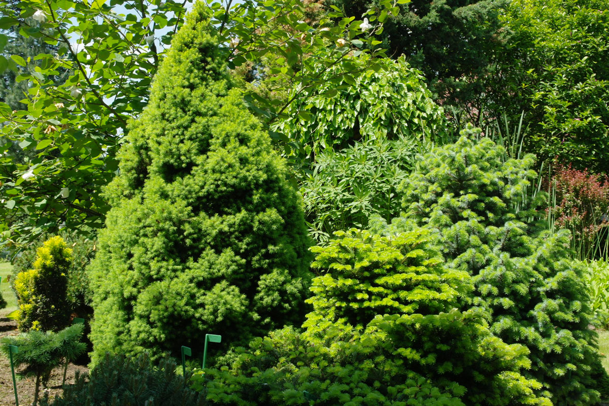 Świerk biały 'Conica’ – Picea glauca