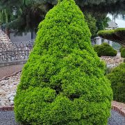 Świerk biały 'Conica’ – Picea glauca