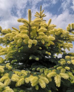 Świerk kłujący 'Białobok’ – Picea pungens