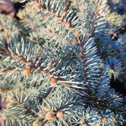 Świerk kłujący 'Glauca Globosa’ – Picea pungens