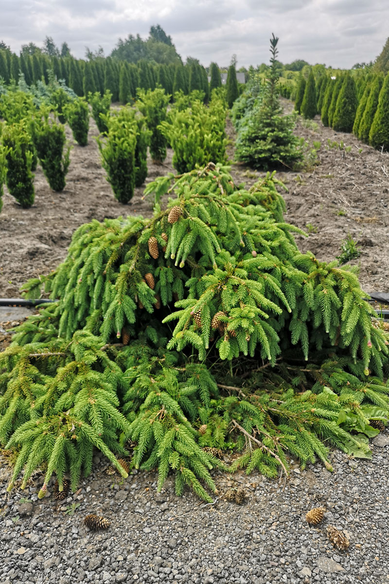 Świerk pospolity 'Acrocona’ – Picea abies