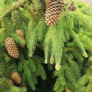 Świerk pospolity 'Acrocona’ – Picea abies