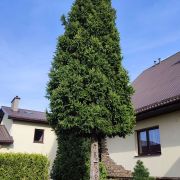 Świerk pospolity 'Cupressina’ – Picea abies
