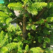 Świerk pospolity 'Will’s Zwerg’ – Picea abies