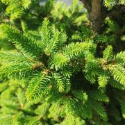 Świerk pospolity 'Will’s Zwerg’ – Picea abies