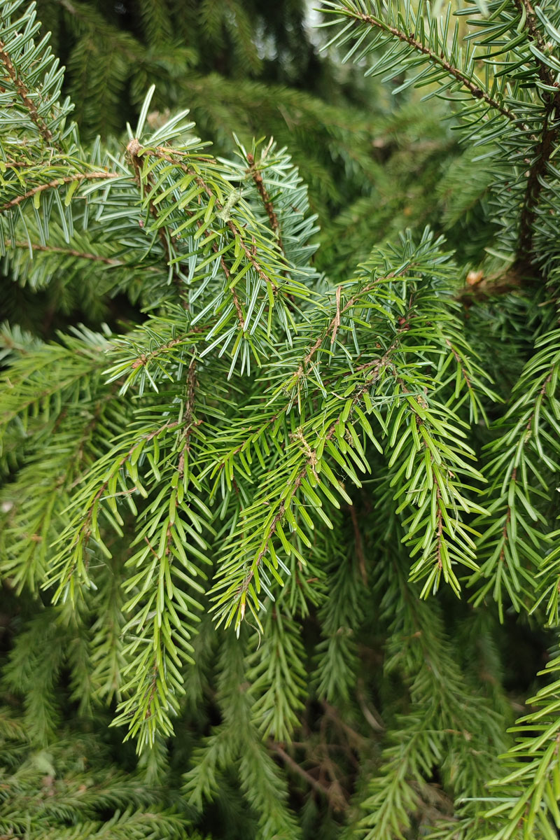 Świerk serbski – Picea omorika