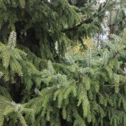 Świerk serbski – Picea omorika