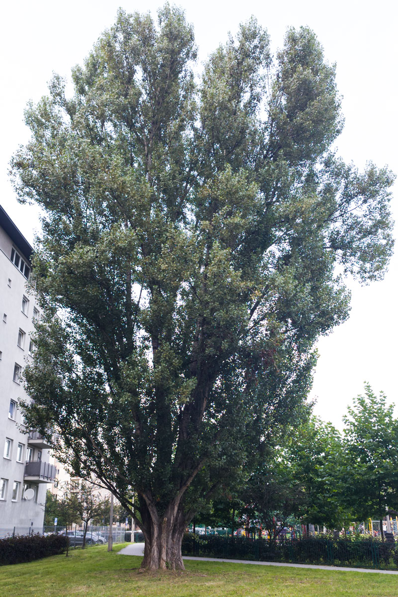 Topola czarna 'Italica’ – Populus nigra