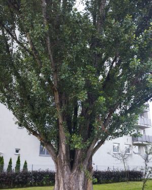 Topola czarna 'Italica’ – Populus nigra