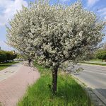 drzewa soliterowe, drzewa soliterowe duże, soliter ogrodowy