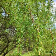 Wierzba *Poskręcana* – 'Tortuosa’ – Salix babylonica a. matsudana