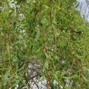 Wierzba *Poskręcana* – 'Tortuosa’ – Salix babylonica a. matsudana