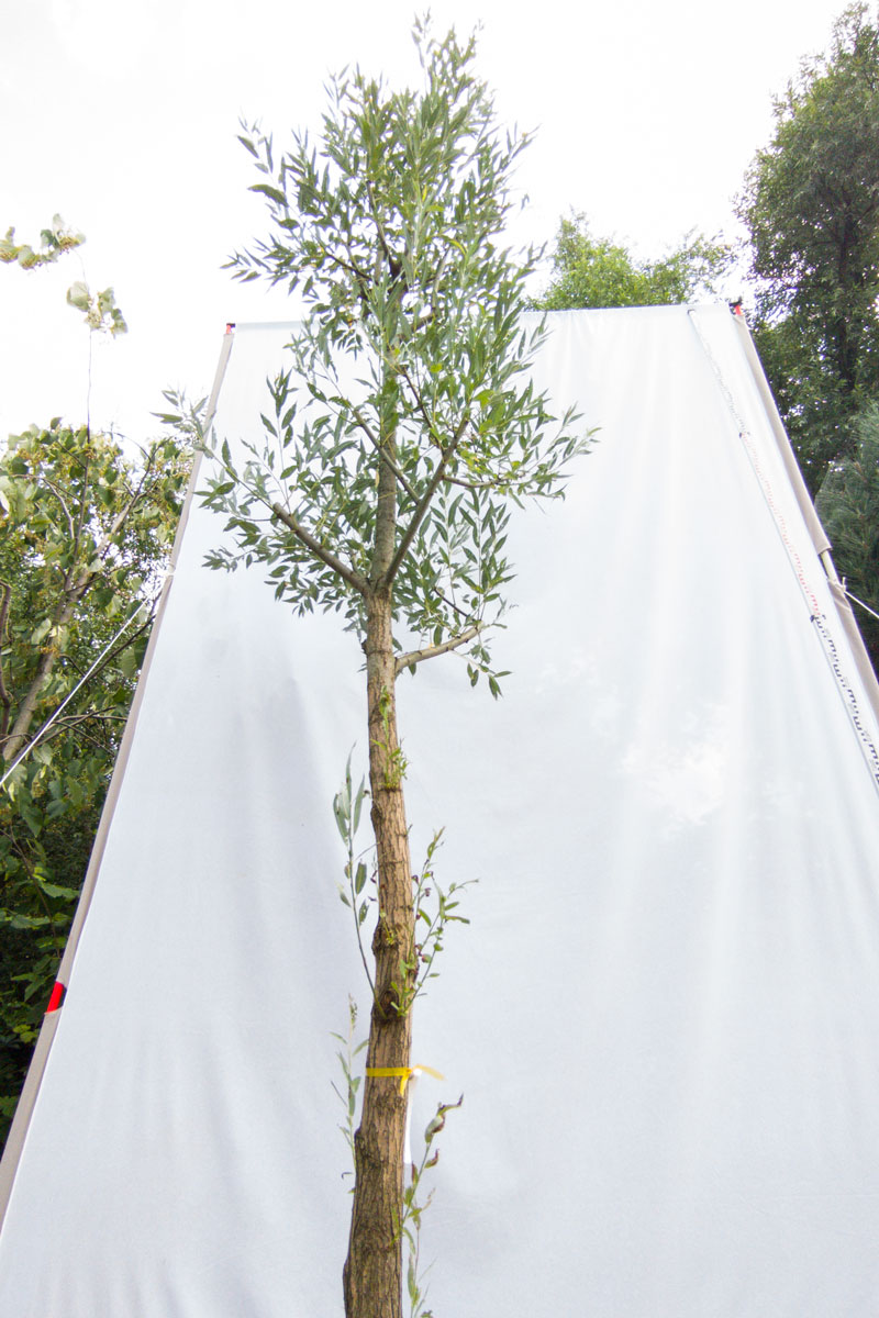 Wierzba biała – Salix alba