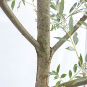 Wierzba biała – Salix alba