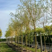 Wierzba płacząca 'Chrysocoma’ – Salix x sepulcralis