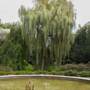 Wierzba płacząca 'Chrysocoma’ – Salix x sepulcralis