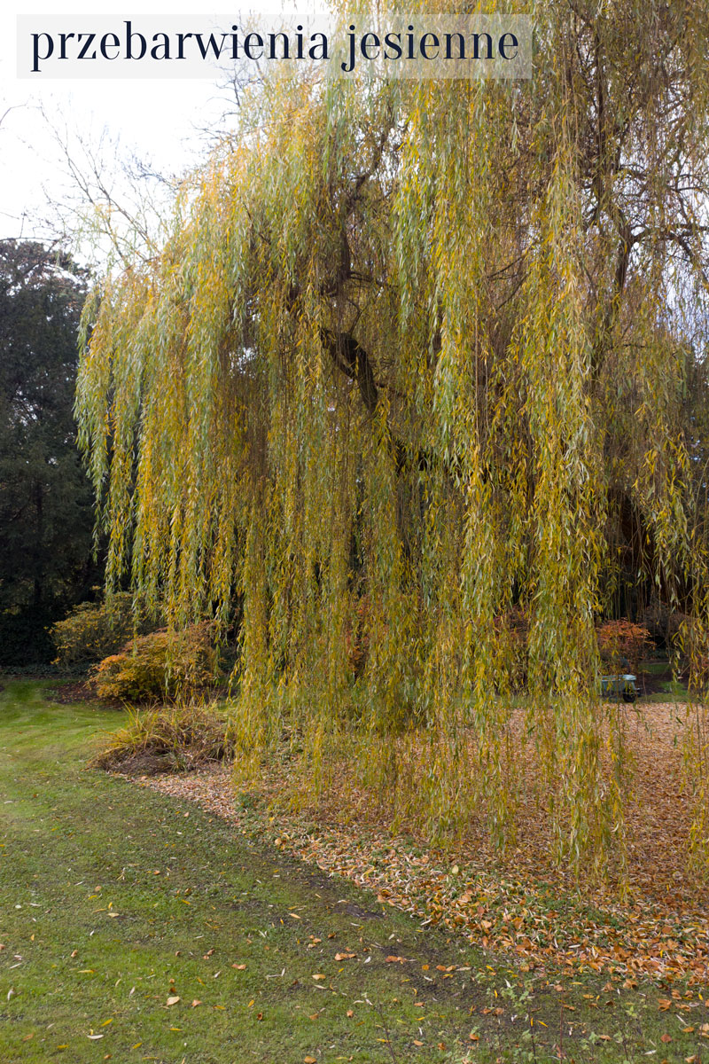 Wierzba płacząca 'Chrysocoma’ – Salix x sepulcralis