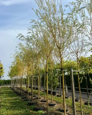 Wierzba płacząca 'Chrysocoma’ – Salix x sepulcralis