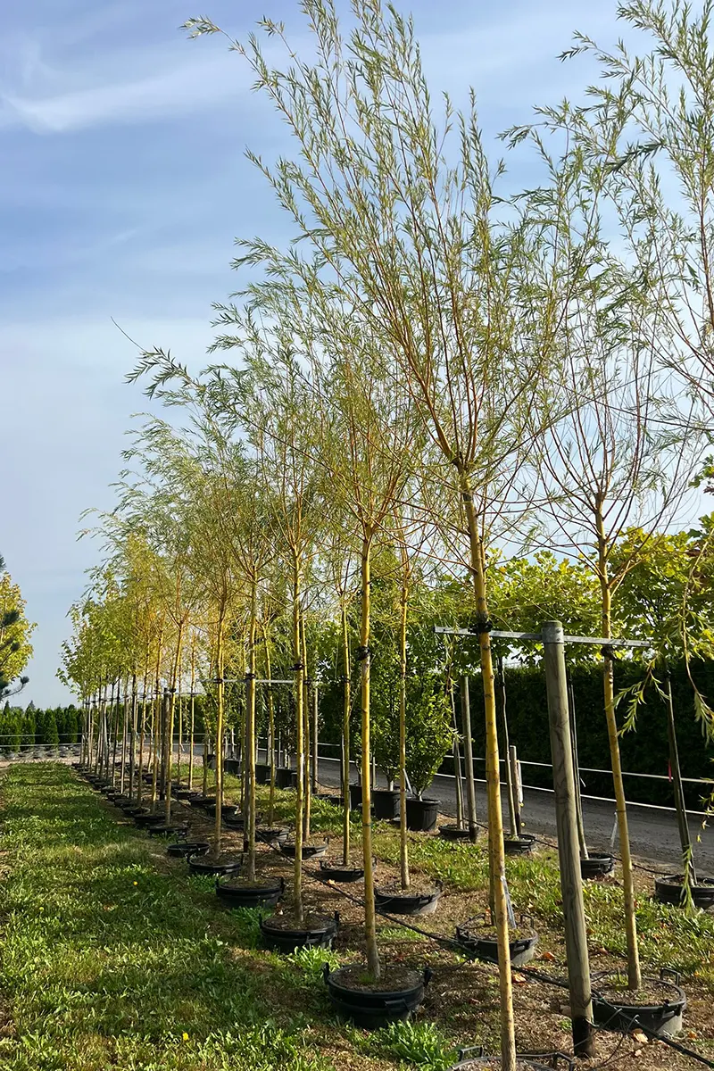 Wierzba płacząca 'Chrysocoma’ – Salix x sepulcralis