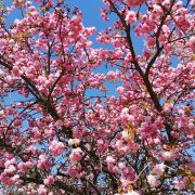Wiśnia 'Kiku-shidare-zakura’ – Prunus