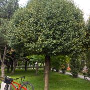 Wiśnia osobliwa 'Umbraculifera’ – Prunus x eminens