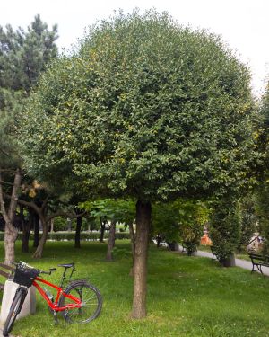 Wiśnia osobliwa 'Umbraculifera’ – Prunus x eminens