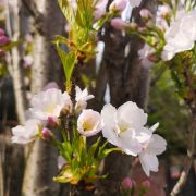 Wiśnia piłkowana 'Amanogawa’ – Prunus serrulata
