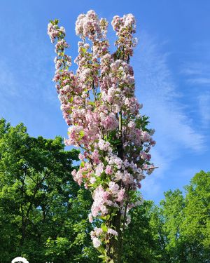 Wiśnia piłkowana 'Amanogawa’ – Prunus serrulata