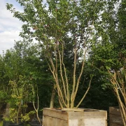 Wiśnia piłkowana 'Kanzan’ – Prunus serrulata