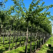 Wiśnia piłkowana 'Kanzan’ – Prunus serrulata