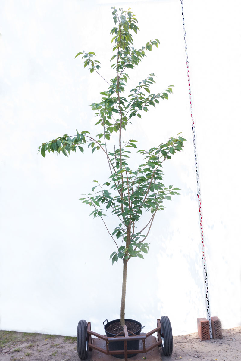 Wiśnia piłkowana 'Kanzan’ – Prunus serrulata