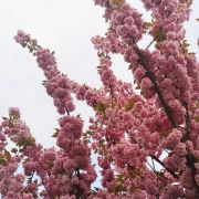 Wiśnia piłkowana 'Kanzan’ – Prunus serrulata