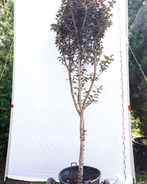 Wiśnia piłkowana 'Royal Burgundy’ – Prunus serrulata