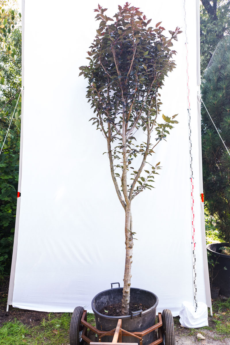 Wiśnia piłkowana 'Royal Burgundy’ – Prunus serrulata