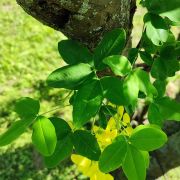 Złotokap pospolity – Laburnum anagyroides