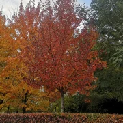 Klon czerwony – Acer rubrum