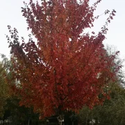 Klon czerwony Red Sunset  'Franksred’ – Acer rubrum